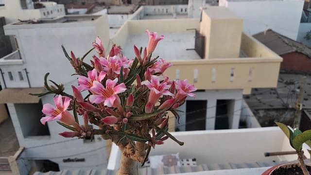 Adenium Crispum